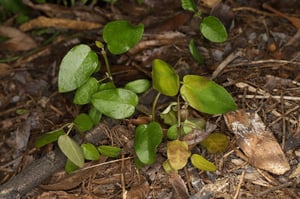 Japanese Honeysuckle (Lonicera japonica) vine on forest floor