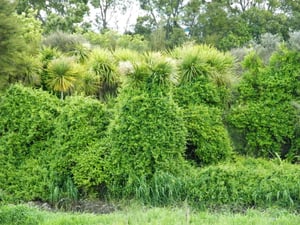 Japanese Honeysuckle (Lonicera japonica) large clump