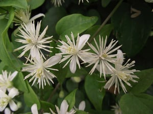 Old Man's Beard Clematis vitalba cw Photo Trevor James