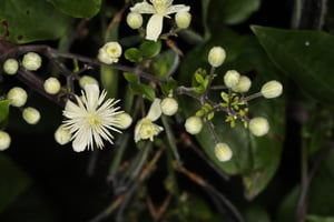 Old Man's Beard Clematis vitalba Photo Trevor James