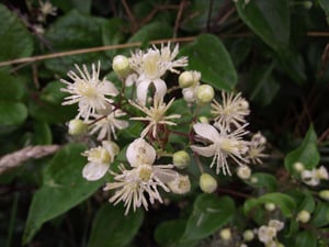 Old Man's Beard Clematis vitalba cw WB Photo Carolyn Lewis