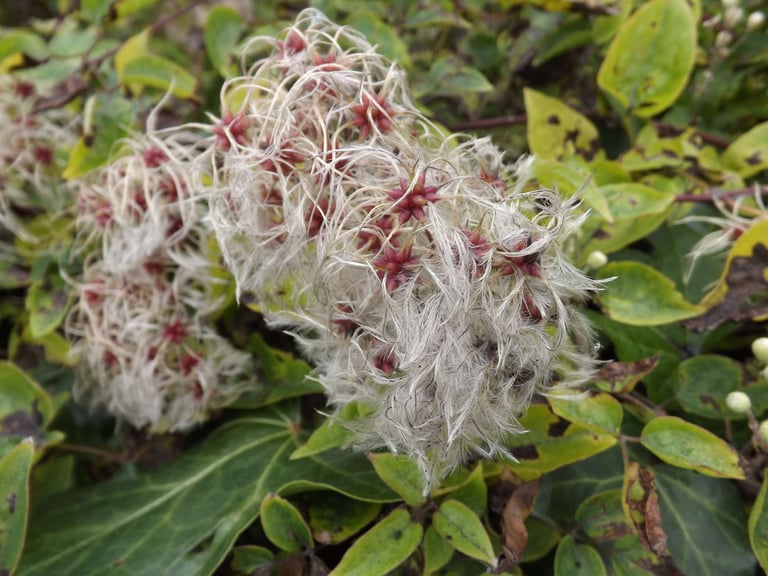 Old Man's Beard Clematis vitalba cw2 WB Photo Carolyn Lewis