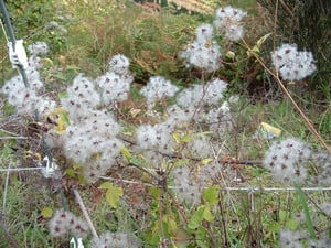 Old Man's Beard Clematis vitalba cw3 WB Photo Carolyn Lewis