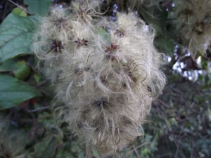 Old Man's Beard Clematis vitalba cw4 WB Photo Carolyn Lewis