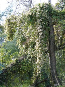 Old Man's Beard Clematis vitalba hanging down from a native New Zealand tree