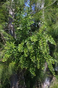 Chinese Privet thrives in disturbed, semi-shaded ground.