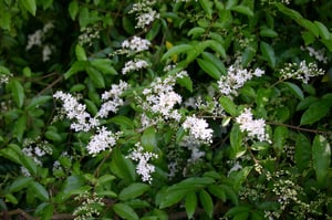 Chinese Privet's summer flowers carry a strong, sneezy scent.