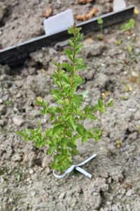 Chinese Privet: a coppicing shrub that resprouts fast.