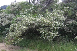Dense Chinese Privet growth crowds out native undergrowth.
