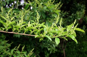 Chinese Privet seedlings pop up fast each spring.