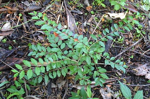 Chinese Privet spreads easily via bird-dropped berries.