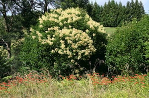 Chinese Privet - A familiar hedge plant turned invasive coloniser.