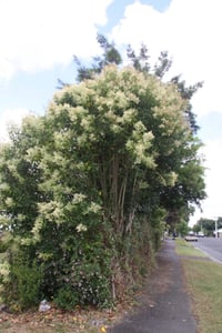 Tree Privet can reach several metres if unchecked.