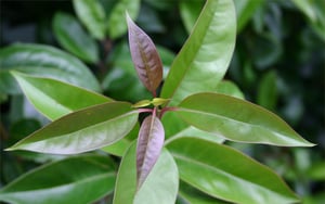Tree Privet leaves close up ready for ID.