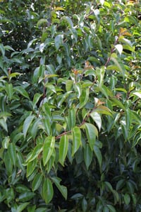 Tree Privet bark and leaves, ready for ID.
