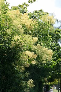 Tree Privet forms dense, light-blocking thickets.