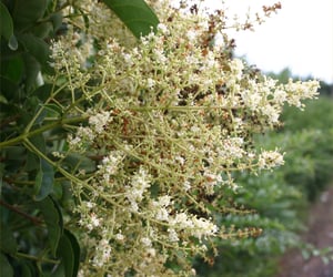 Tree Privet stumps resprout hard unless properly treated.