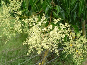 Tree Privet's berries are toxic to humans.