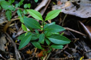 Tree Privet is one of NZ's toughest woody weeds.