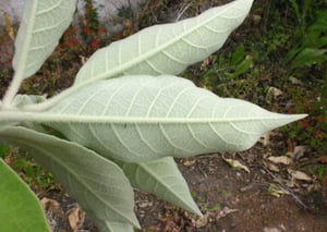 woolly nightshade - solanum_mauritianum (photo credit Trevor James)