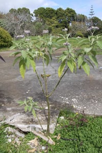 woolly nightshade - solanum_mauritianum (photo credit Trevor James)