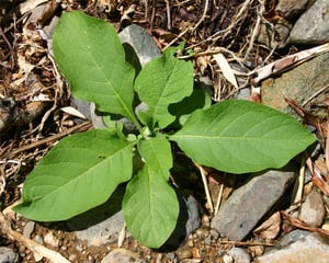 woolly nightshade - solanum_mauritianum(photo credit Trevor James)