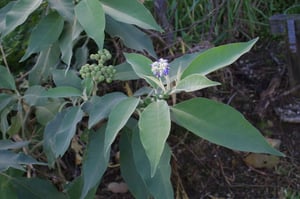 woolly nightshade - solanum_mauritianum (photo credit Trevor James)
