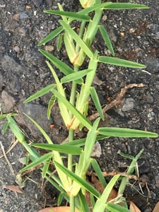 Buffalo Grass is easily killed with Cut'n'Paste Original
