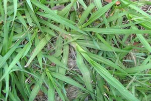 Paspalum Grass easily killed with Cut'n'Paste Original