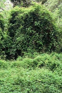 Jasmine can smother huge areas