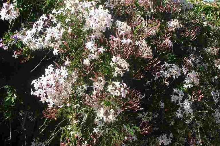 Flowering Jasmine