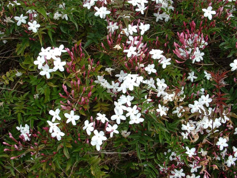 A large number of white petals from Chinese Jasmine (Jasminum polyanthum) growing in North island of New Zealand