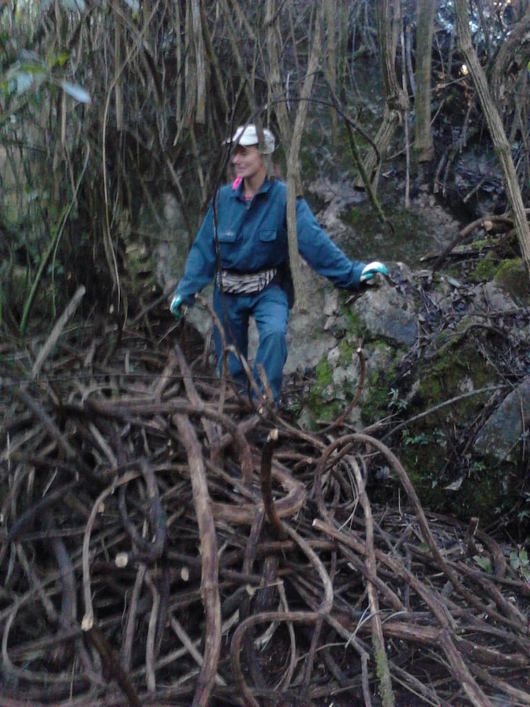 Killing Old Man's Beard and pasting both ends of the vine with Cut'n'Paste Bamboo Buster