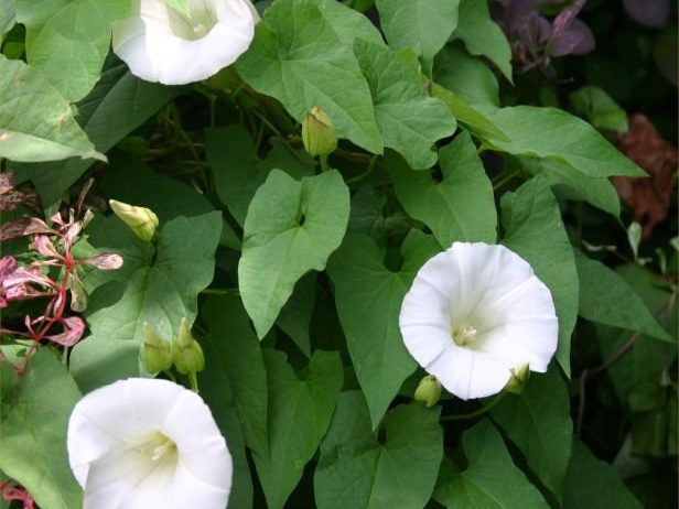 Convolvulus: The Twisting Nemesis