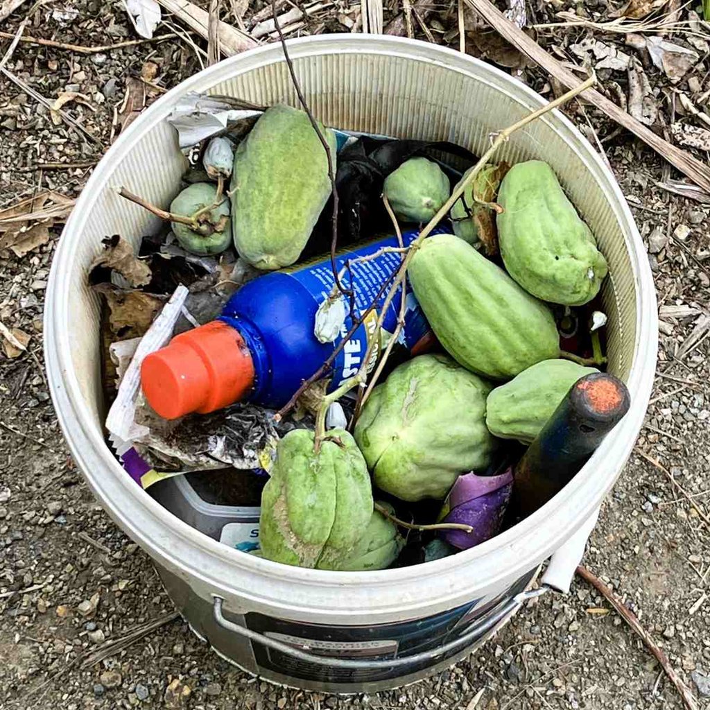 moth plant with cutnpaste weed gel in a bucket