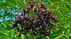 Elder fruit from the Elder Tree