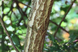 Bark of the Elder Tree