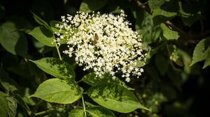 Elder tree flower