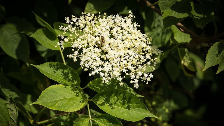 Elder tree flower