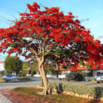 flame tree