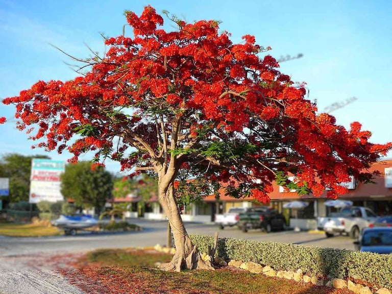 flame tree