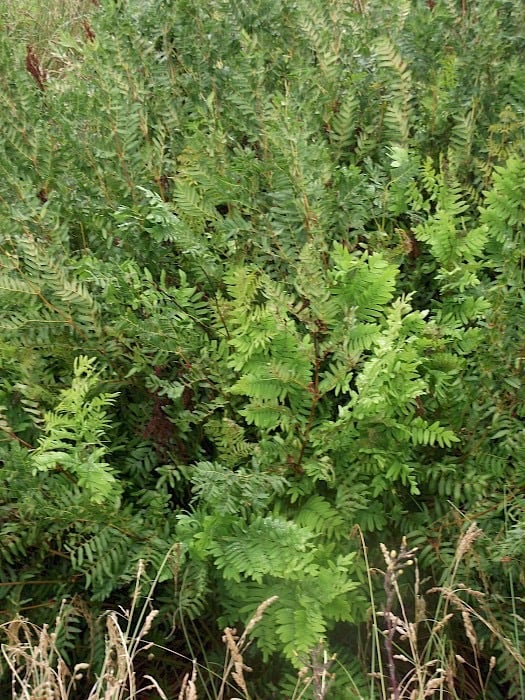 Royal Fern