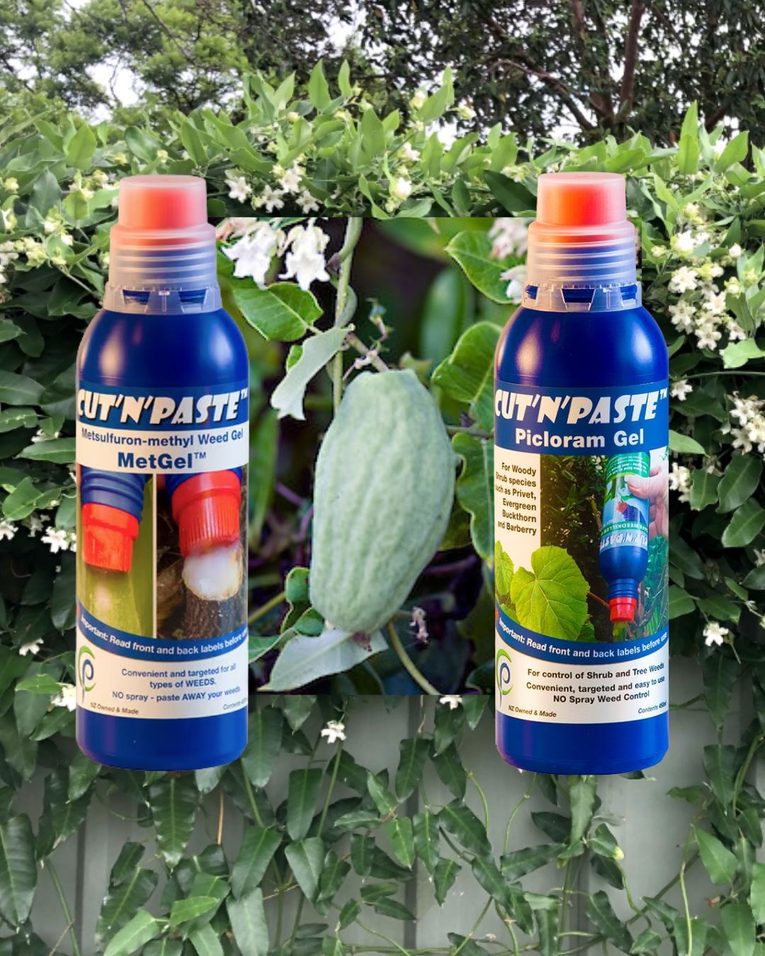 moth plant attack