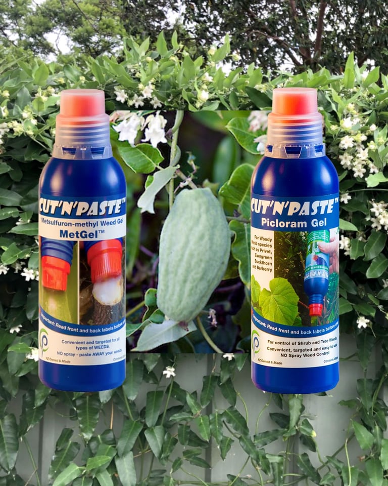 moth plant attack