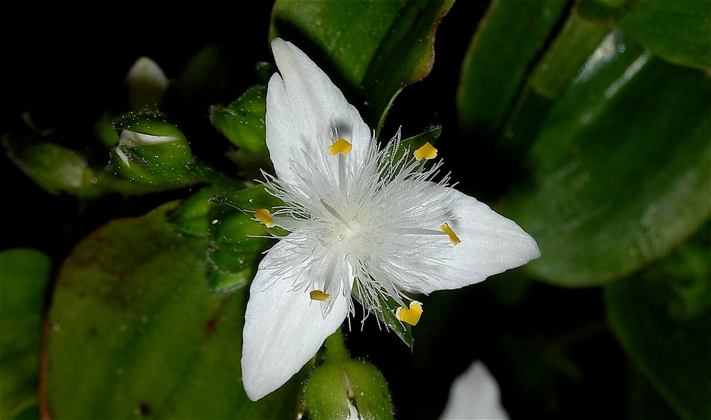 Tradescantia fluminensis