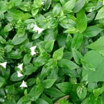 Tradescantia fluminensis