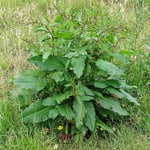 Broad-leaved dock (Rumex obtusifolius).
