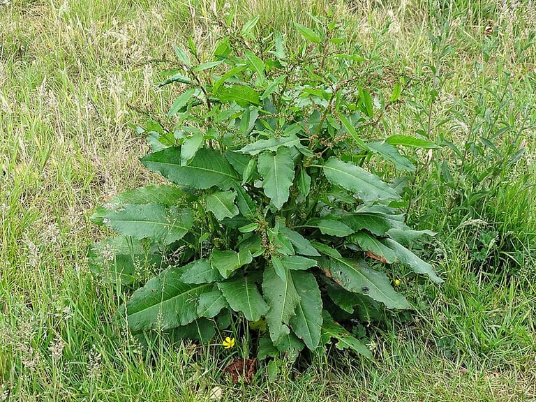 Broad-leaved dock (Rumex obtusifolius).