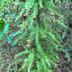 Climbing Asparagus prefers shady areas and moisture