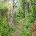 Asparagus scandens, spreading through a NZ forest